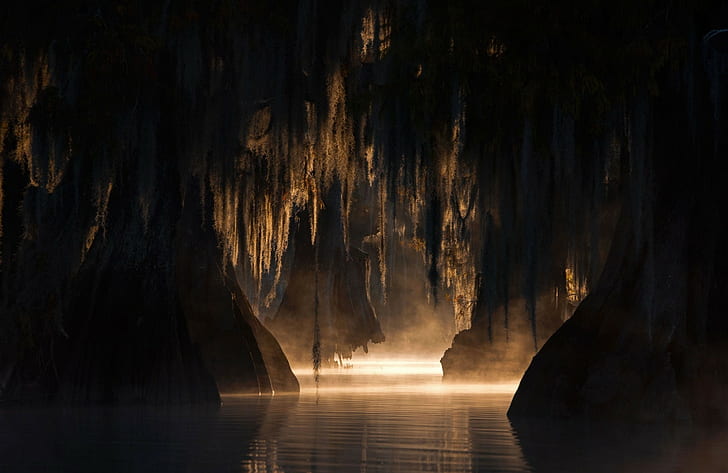 nature landscape swamp trees mist sunlight morning dark calm, HD wallpaper