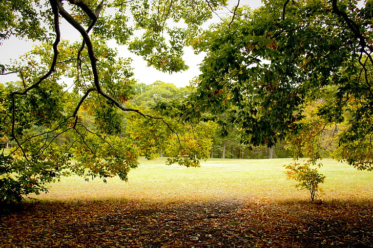 緑の葉の木、床に乾燥した葉を持つ緑の葉の木、木、緑、自然、日光、秋、風景、葉、枝、 HDデスクトップの壁紙