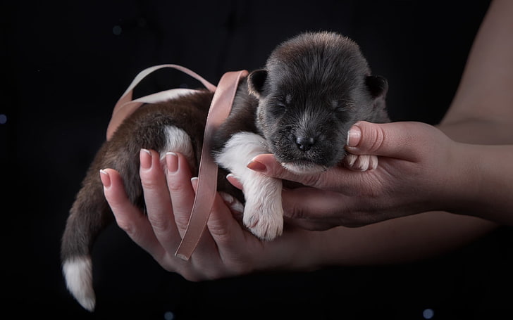 brown and white American Akita puppy, puppy, dog, ribbon, hands, HD wallpaper
