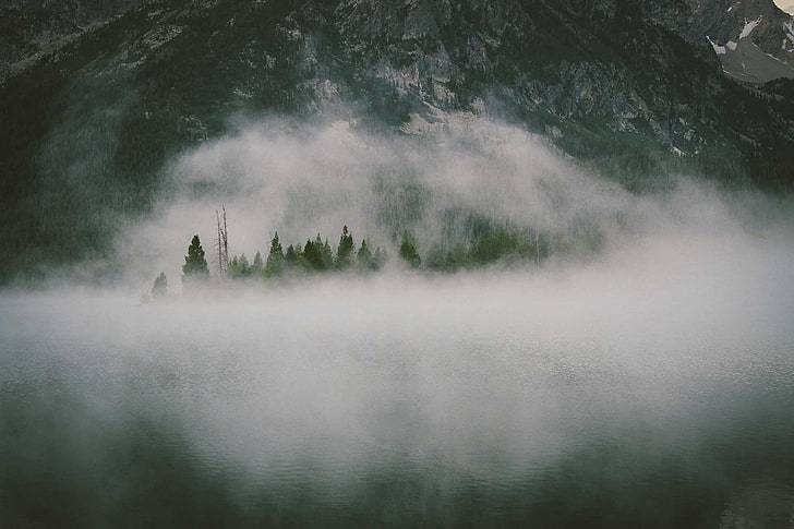 grüne Bäume von Nebel, Nebel bedeckt, HD-Hintergrundbild