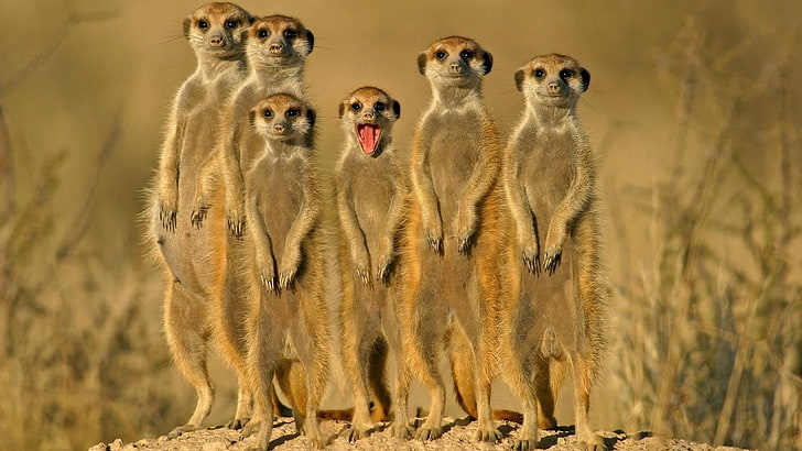 meerkat, viverrine, mamalia, hewan, liar, suricatta, suricata, margasatwa, hewan, Wallpaper HD