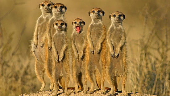 meerkat, viverrine, mamalia, hewan, liar, suricatta, suricata, margasatwa, hewan, Wallpaper HD HD wallpaper