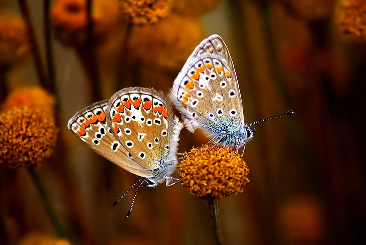 две синьо-кафяво-черни пеперуди, пеперуда, двойка, цветя, растения, HD тапет