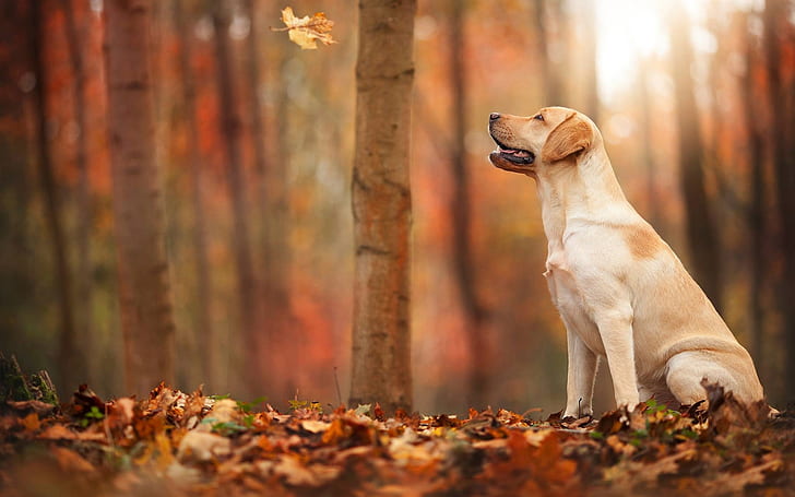 Есен, гора, листа, куче, есен, гора, листа, куче, HD тапет