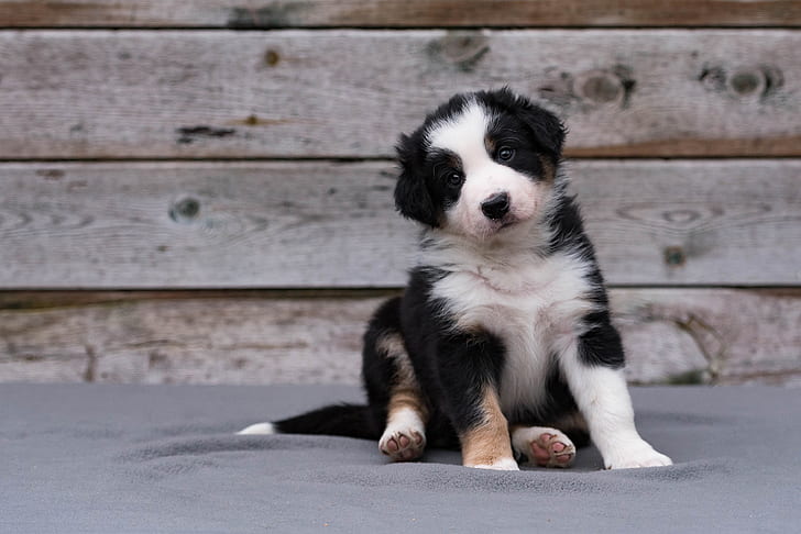 look, pose, background, black and white, Board, dog, baby, cute, puppy, sitting, HD wallpaper