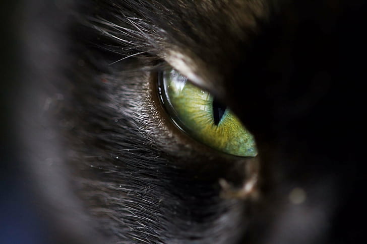 närbild foto av djurens öga, djävulens öga, närbild, foto, djur, katt, svart, sigma, husdjur, huskatt, ser, djur öga, HD tapet