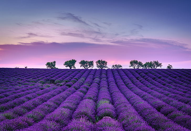 Blumen, Lavendel, Feld, Natur, Lila Blume, Himmel, HD-Hintergrundbild