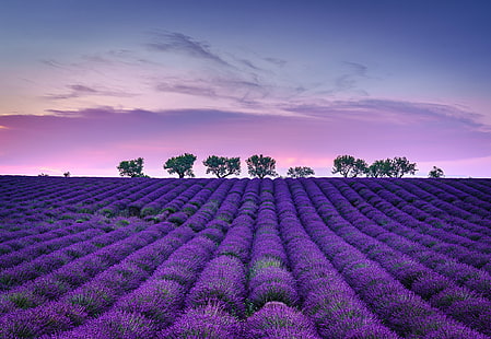 Flores, lavanda, campo, naturaleza, flor púrpura, cielo, Fondo de pantalla HD HD wallpaper