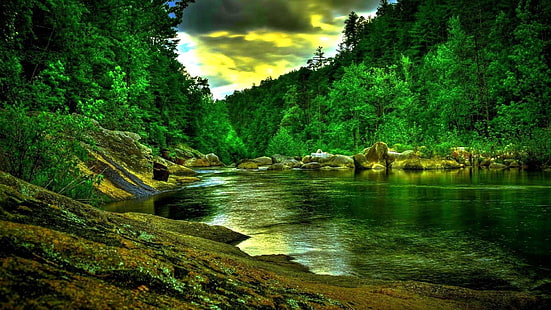 amazon, forêt tropicale, plantes, rivière, tropical, pierres, forêt, Fond d'écran HD HD wallpaper