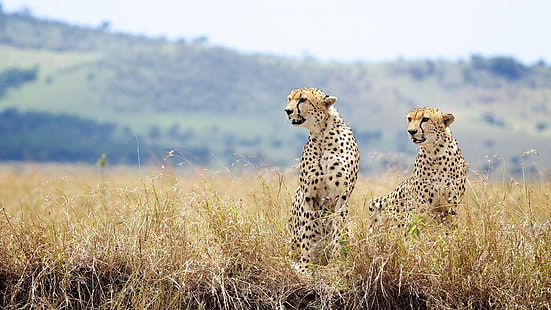 Wild cats, cheetahs, couple, grass, Wild, Cats, Cheetahs, Couple, Grass, HD wallpaper HD wallpaper
