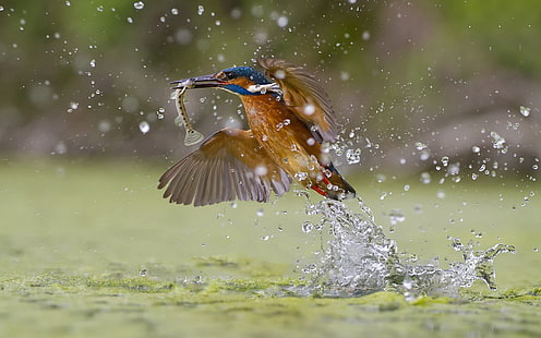 Kingfisher catching fish, water splash, brown and blue long-beaked bird, Kingfisher, Catching, Fish, Water, Splash, HD wallpaper HD wallpaper