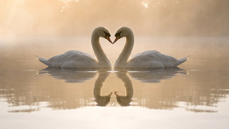 dua angsa putih, gambar cinta, angsa, pasangan, danau, 4k, Wallpaper HD
