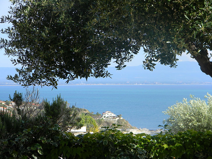 إيطاليا المناظر الطبيعية olivetree، خلفية HD