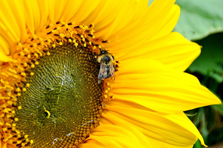 close-up photography of Honey Bee perching on yellow sunflower, DSC, Let the sun shine, close-up photography, Honey Bee, yellow, sunflower, Nova Scotia, flower, light, D300, Nikon, VR, I am Canadian, bee, nature, insect, summer, pollen, plant, petal, pollination, close-up, agriculture, outdoors, HD wallpaper