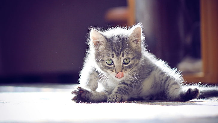 серый полосатый котенок, кошка, животные, природа, кошачий, HD обои