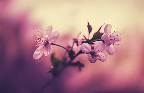 pianta a fiore rosa, fiori di ciliegio bianchi, fiori, macro, Sfondo HD HD wallpaper