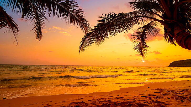 himmel, hav, tropiker, solnedgång, palmträd, arecales, tropiskt landskap, tropiskt, strand, horisont, marinmålning, hav, strand, solljus, kväll, HD tapet