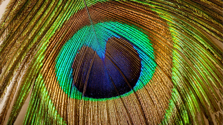 pavão, pena, close-up, macro fotografia, pena de pavão, HD papel de parede