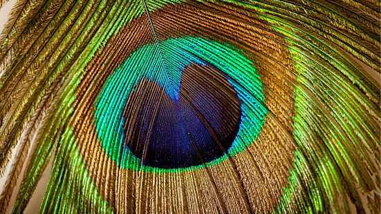 الطاووس ، الريشة ، عن قرب ، التصوير الفوتوغرافي الماكرو ، ريش الطاووس، خلفية HD HD wallpaper