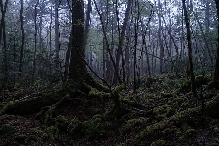 Bäume, Natur, Wurzeln, Moos, Japan, лес Аокигахара, HD-Hintergrundbild