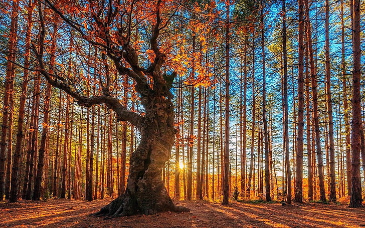 árvore de folhas alaranjadas, paisagem, natureza, floresta, árvores, outono, raios de sol, Bulgária, sombra, luz solar, HD papel de parede