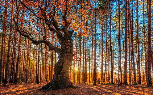 drzewo o pomarańczowych liściach, krajobraz, przyroda, las, drzewa, jesień, promienie słoneczne, Bułgaria, cień, światło słoneczne, Tapety HD HD wallpaper