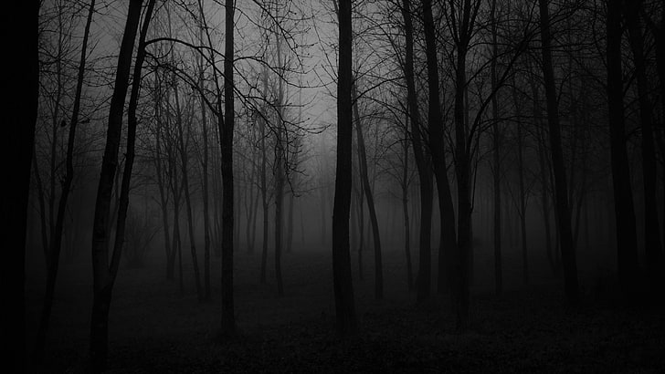 black, black and white, forest, nature, foggy, atmosphere, darkness, fog, tree, twilight, dark forest, creepy, HD wallpaper
