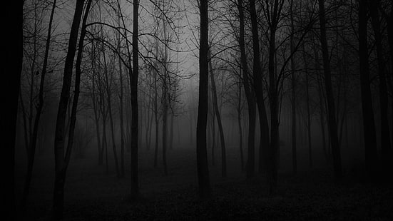 black, black and white, forest, nature, foggy, atmosphere, darkness, fog, tree, twilight, dark forest, creepy, HD wallpaper HD wallpaper