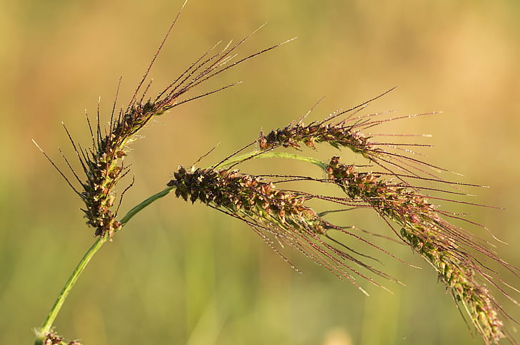 close up photo of brown plant, Rocio, close up, photo, brown, plant, flora, amanecer, El Robledo, sigma, macro, nature, flower, fotografia, wheat, spike, summer, agriculture, outdoors, close-up, HD wallpaper
