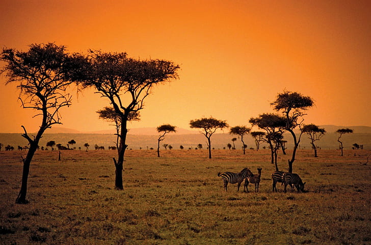 africa savana, HD wallpaper