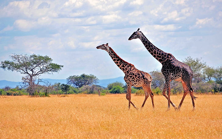 Zebror i afrikansk safari, zebror, afrikansk, Safari, HD tapet