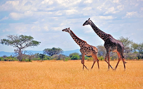 Afrika safarisinde Zebralar, Zebralar, Afrika, Safari, HD masaüstü duvar kağıdı HD wallpaper