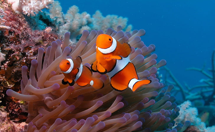 Clownfish und Seeanemone, zwei Clownfische, Tiere, Meer, Anemone, Clownfish, HD-Hintergrundbild