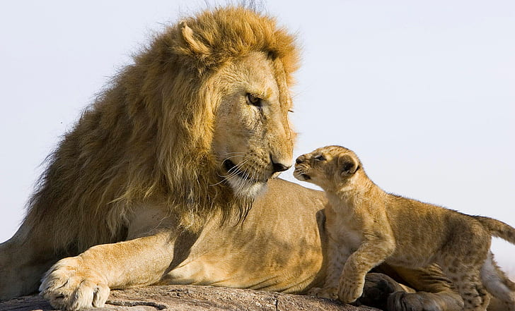 Cats, Lion, Animal, Baby Animal, Cub, Cute, Love, Wildlife, predator (Animal), HD wallpaper