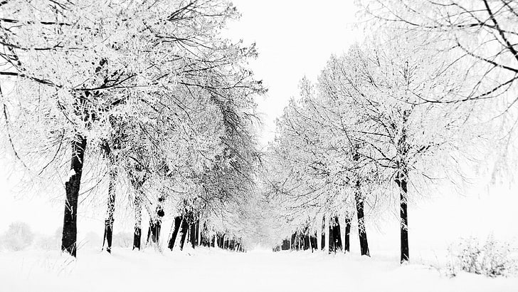 自然、雪、氷、冬、寒さ、風景、冷凍、木、季節、森、木、天気、霜、​​空、雪、12月、クリスタル、クリスマス、モミ、シーン、クール、1月、季節、休日、アウトドア、白、森、松、公園、風景、屋外、クリア、ブランチ、覆われた、常緑、降雪、 HDデスクトップの壁紙