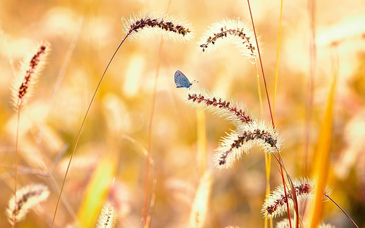 alam, makro, kupu-kupu, gandum, Wallpaper HD