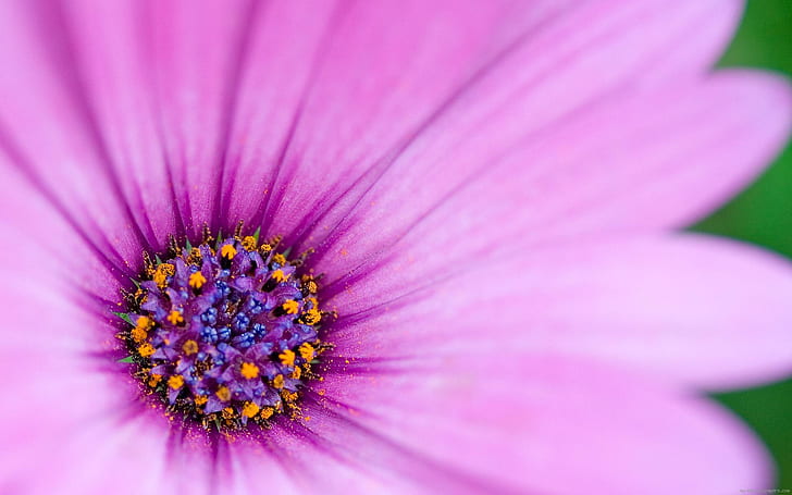 Purple flower, pink and purple petal flower, flower, purple, nature, HD wallpaper