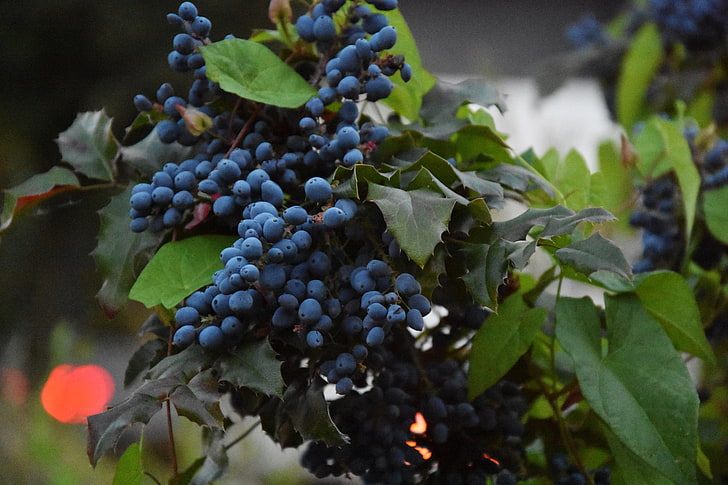 bunch of blueberries, grapes, berries, vine, branch, leaves, HD wallpaper