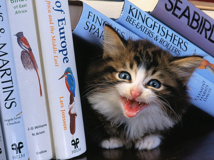 brown and white kitten, kitten, cry, books, HD wallpaper