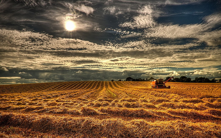 Inggris, ladang, gandum, panen, Irlandia, utara, Wallpaper HD