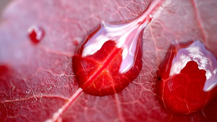 Wassertau auf rotem Blatt Wallpaper, Blätter, Gras, Tropfen, Form, HD-Hintergrundbild