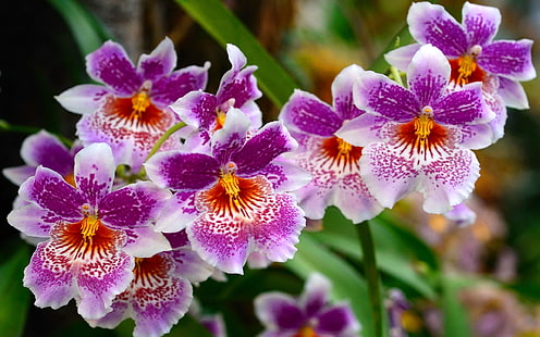 Piękna przyroda kwiaty tło pulpitu Tapety Hd za darmo, Tapety HD HD wallpaper