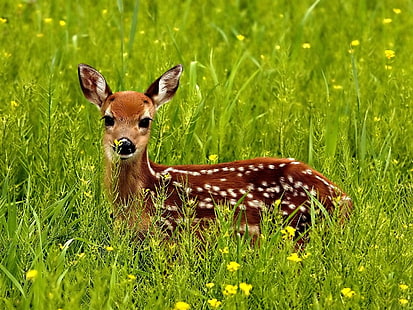 brown deer, deer, grass, spotted, hide, HD wallpaper HD wallpaper