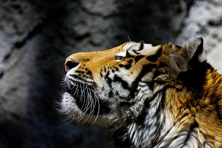 animals, head, tiger, HD wallpaper