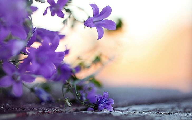 pequeñas flores violetas-Photo HD Wallpaper, bellflowers púrpuras, Fondo de pantalla HD