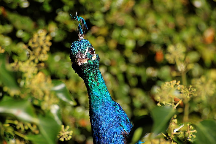 green bird, peacock, peacock, Peacock, green bird, bird, feather, animal, multi Colored, wildlife, nature, blue, green Color, elegance, beak, colors, male Animal, close-up, HD wallpaper