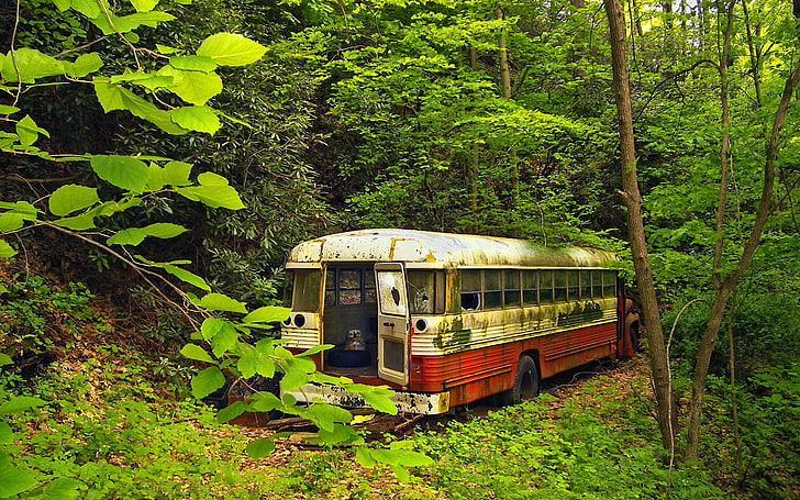 حافلة بيضاء وحمراء ، طبيعة ، أشجار ، غابة ، حافلات ، مهجورة ، حطام ، أخضر، خلفية HD