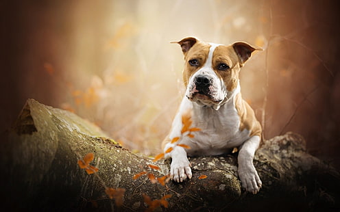 Perros, Bull Terrier, Perro, Staffordshire Bull Terrier, Fondo de pantalla HD HD wallpaper