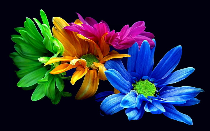 Verschiedene Farben Gänseblümchen Tapete, Blumen, Blume, Blaue Blume, Bunte, Blatt, Pastell, Blütenblatt, Lila Blume, Gelbe Blume, HD-Hintergrundbild