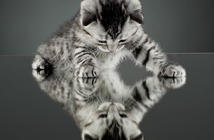 gatito gris atigrado, gato, reflexión, gatito, fondo, papel tapiz, espejo, pantalla panorámica, pantalla completa, fondos de pantalla HD, Fondo de pantalla HD